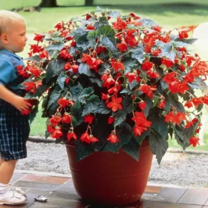 Begonia Bertini