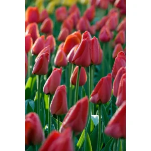 Tulp Darwin Parade