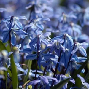 Scilla Siberica