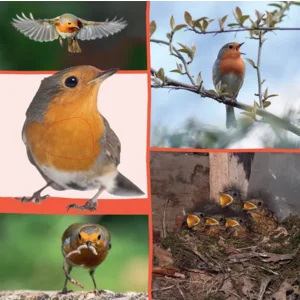 Boek - Welk dier hoor ik hier - In de natuur - Met geluid - 1+