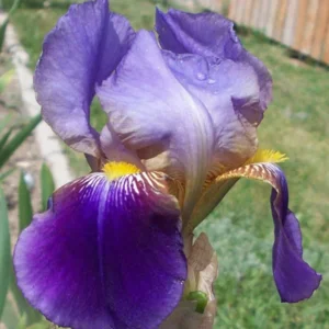 Iris Germanica Lent A. Williamson