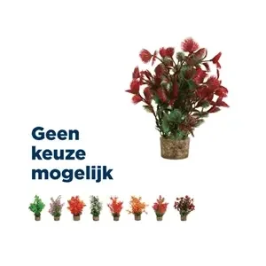 Zolux ornament plastic plant op stenen puntig assorti 20x10x10 cm