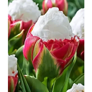 Tulp Dubbele Late Ice Cream®