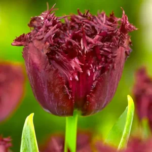 Tulp gefranjerd Labrador