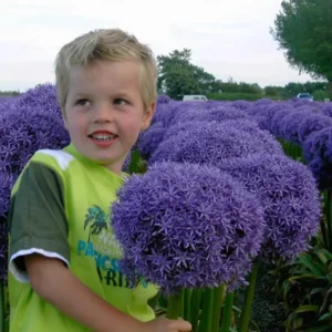 Allium Globemaster®