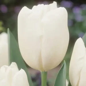 Tulp Darwin Hakuun