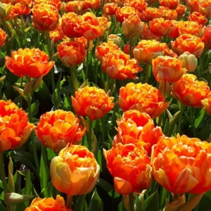 Tulp Dubbele Late Le Lavandou