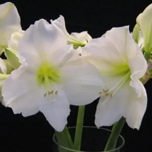 Amaryllis (Hippeastrum)  Christmas Gift