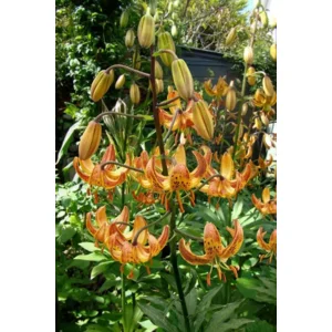 Lilium (lelie) Martagon Sunny Morning