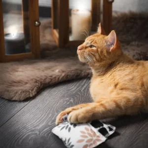 Speelkussen Punkte met kattenkruid