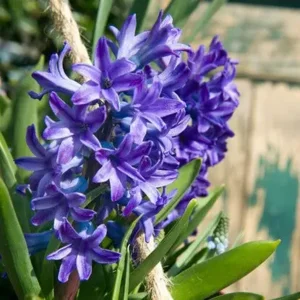 Hyacint Blue Jacket
