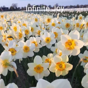 Narcis Infinite Joy