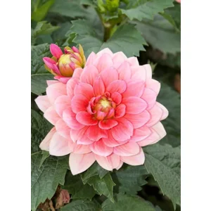 Dahlia Berliner Kleene