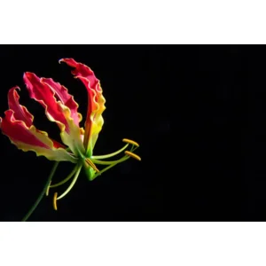 Gloriosa Rotschildiana