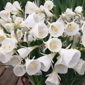 Botanische Narcis White Petticoat