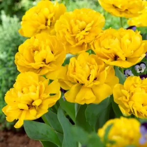 Tulp (dubbele late) Yellow Pompenette