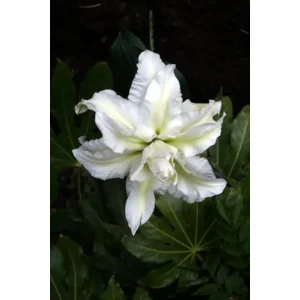 Lilium (lelie) Empress Zanloremp